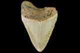 Bargain, Fossil Megalodon Tooth - North Carolina #109682-1